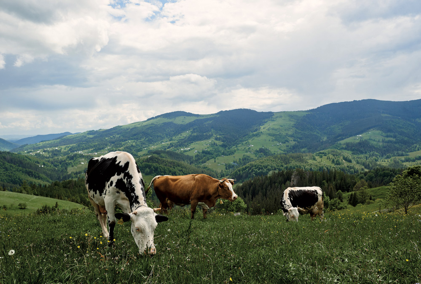 Funding the Future of Agriculture: AraratBank Stands with Farmers