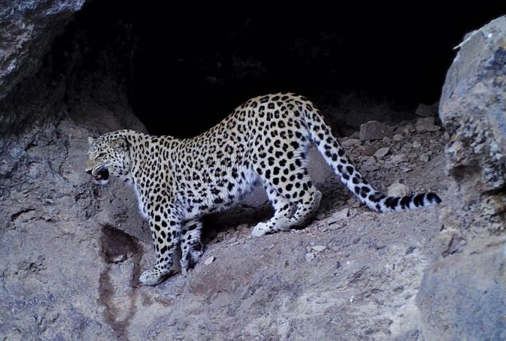 The Leopard: The Mystical Beauty of the Armenian Highlands Returned