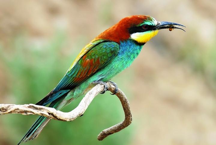 Birds and Butterflies: Indicators of Ecosystem Dynamics