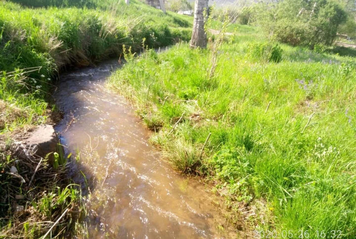 PLANTING WILLOWS: THE NEW SOCIO-ECONOMIC ASSET IN THE TIMES OF PANDEMIC